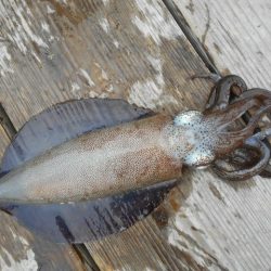 こかわ渡船　雅丸 釣果
