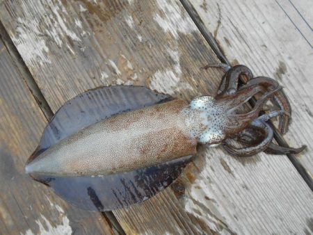 こかわ渡船　雅丸 釣果