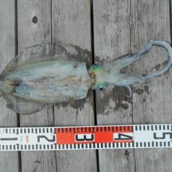 こかわ渡船　雅丸 釣果