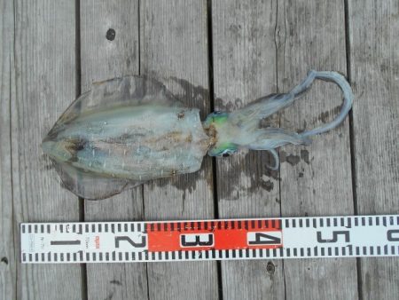 こかわ渡船　雅丸 釣果