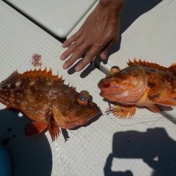 HARUKA丸 はるかまる 釣果