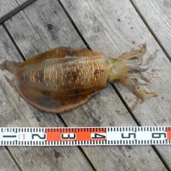 こかわ渡船　雅丸 釣果