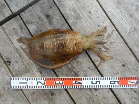 こかわ渡船　雅丸 釣果