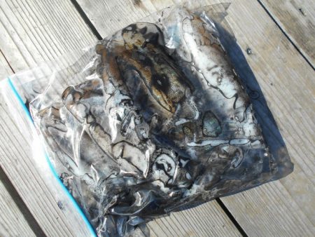 こかわ渡船　雅丸 釣果