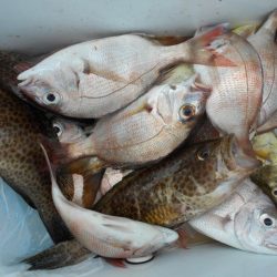 こかわ渡船　雅丸 釣果