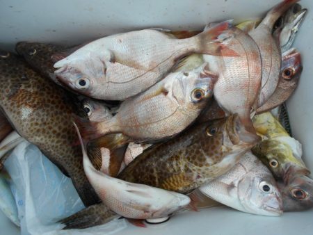 こかわ渡船　雅丸 釣果