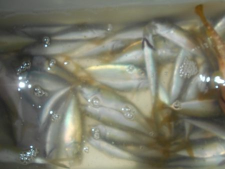 こかわ渡船　雅丸 釣果