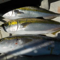 ＨＡＲＵＫＡ丸　はるかまる 釣果