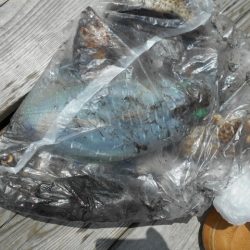 こかわ渡船　雅丸 釣果