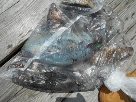 こかわ渡船　雅丸 釣果