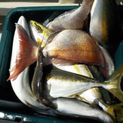 ＨＡＲＵＫＡ丸　はるかまる 釣果