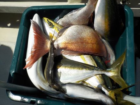 ＨＡＲＵＫＡ丸　はるかまる 釣果