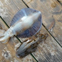 こかわ渡船　雅丸 釣果