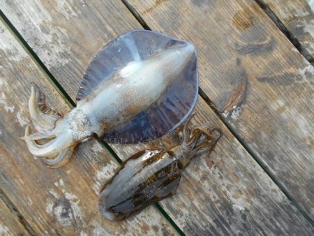 こかわ渡船　雅丸 釣果