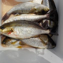 ＨＡＲＵＫＡ丸　はるかまる 釣果