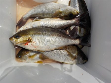 ＨＡＲＵＫＡ丸　はるかまる 釣果