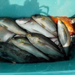 ＨＡＲＵＫＡ丸　はるかまる 釣果