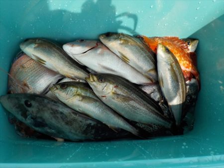 ＨＡＲＵＫＡ丸　はるかまる 釣果