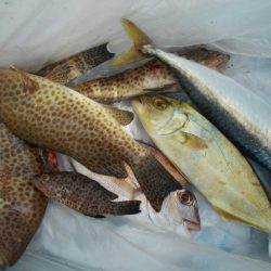 こかわ渡船　雅丸 釣果