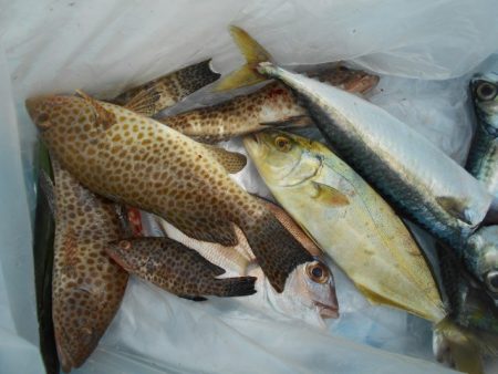 こかわ渡船　雅丸 釣果