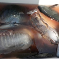 千鳥丸 釣果