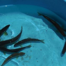 会津大川（会津非出資漁業協同組合） 釣果