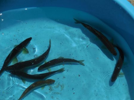 会津大川（会津非出資漁業協同組合） 釣果