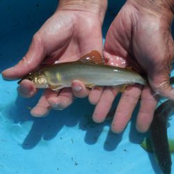 会津大川（会津非出資漁業協同組合） 釣果