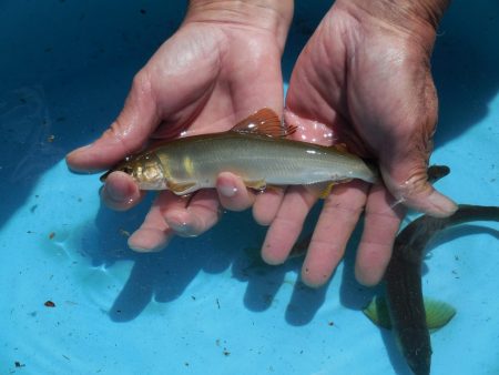 会津大川（会津非出資漁業協同組合） 釣果