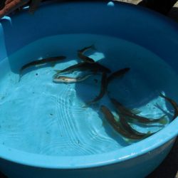 会津大川(会津非出資漁業協同組合) 釣果