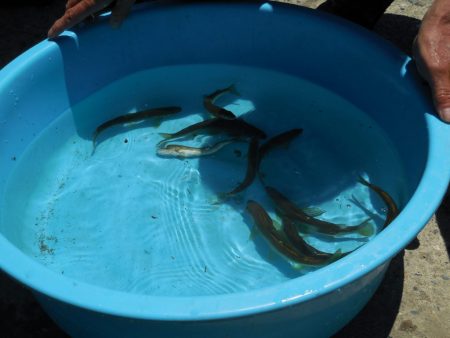 会津大川(会津非出資漁業協同組合) 釣果