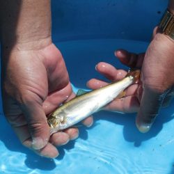 会津大川(会津非出資漁業協同組合) 釣果