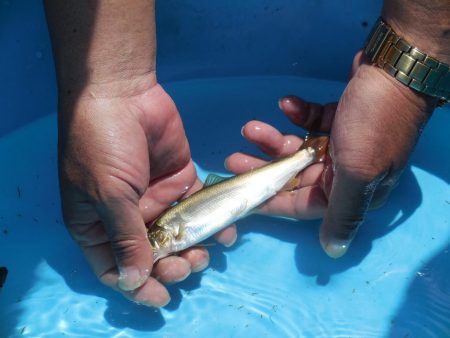 会津大川（会津非出資漁業協同組合） 釣果