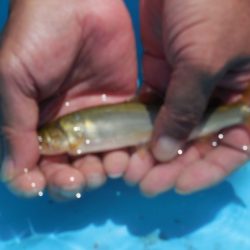 会津大川(会津非出資漁業協同組合) 釣果