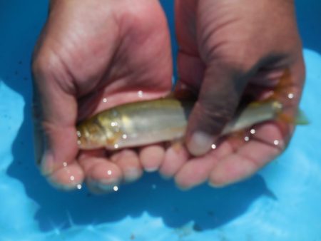 会津大川(会津非出資漁業協同組合) 釣果