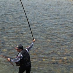 会津大川(会津非出資漁業協同組合) 釣果