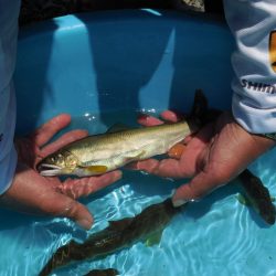 会津大川(会津非出資漁業協同組合) 釣果