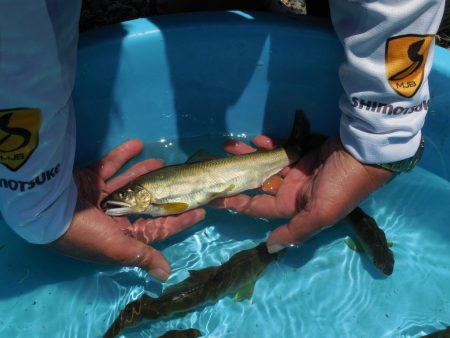 会津大川(会津非出資漁業協同組合) 釣果