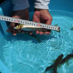 会津大川(会津非出資漁業協同組合) 釣果