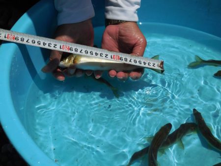 会津大川(会津非出資漁業協同組合) 釣果