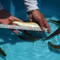 会津大川(会津非出資漁業協同組合) 釣果