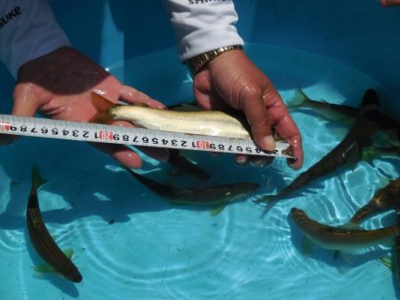 会津大川(会津非出資漁業協同組合) 釣果