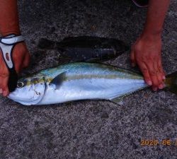 鹿島港魚釣園 釣果