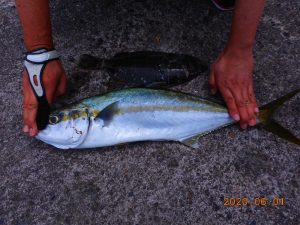 鹿島港魚釣園 釣果