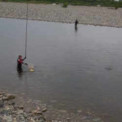 会津大川(会津非出資漁業協同組合) 釣果