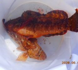 鹿島港魚釣園 釣果