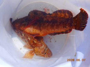 鹿島港魚釣園 釣果