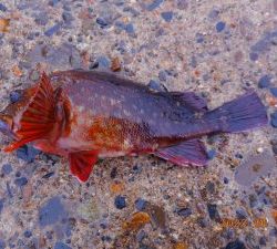 鹿島港魚釣園 釣果