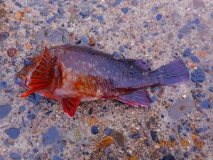 鹿島港魚釣園 釣果