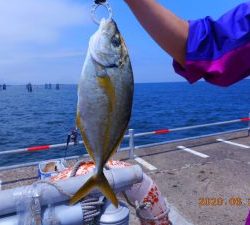 鹿島港魚釣園 釣果